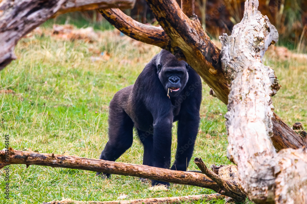 Naklejka premium Gorilla in Cabarceno National Park