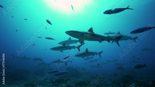 Wallpaper Mural Swarming sharks over tropical reef, POV Torontodigital.ca