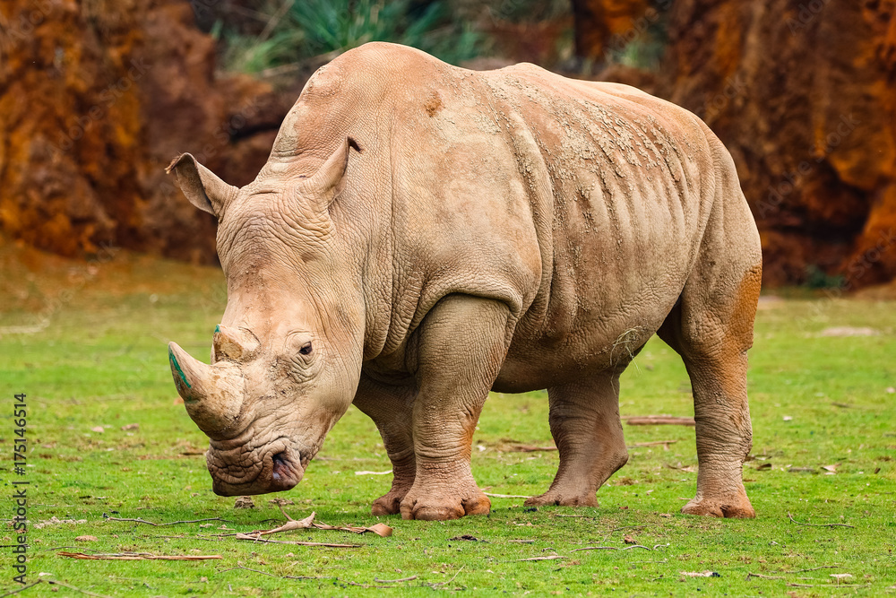 Fototapeta premium White rhinoceros or White Rhino, Ceratotherium simum, with big horn in Cabarceno Natural Park