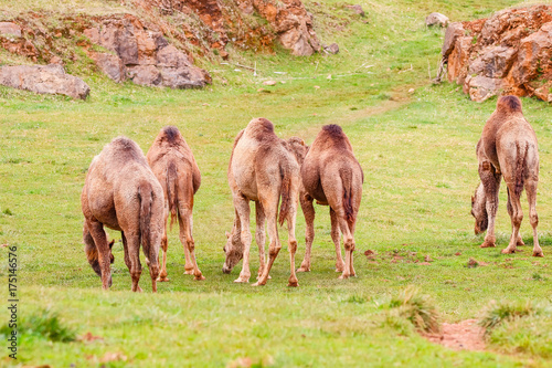 Camel  Dromedary  Camelus dromedarius 