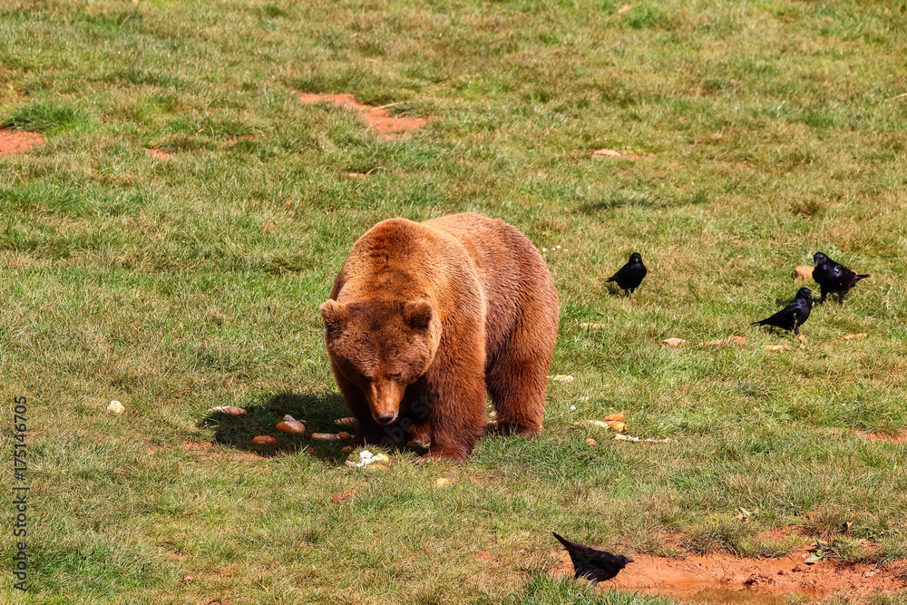 Bear feeding (Ursus arctos) in north Spain Bear feeding (Ursus arctos) in north Spain