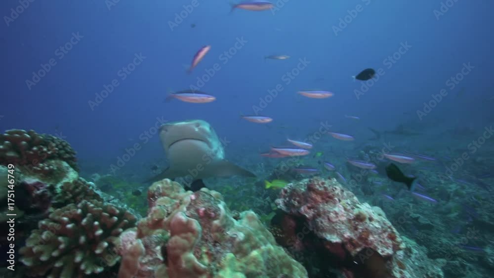 Tiger shark swims over coral reef, POV Tiger shark swims over coral reef, POV