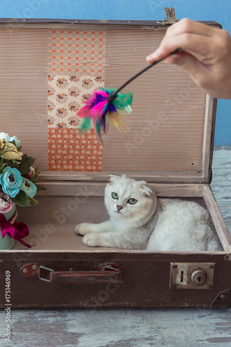chinchilla breed cat inside vintage suitcase