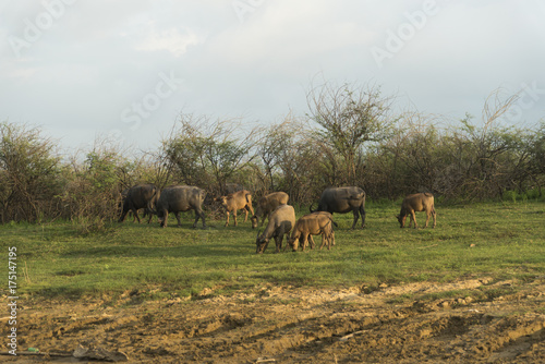 cattle cow in farm field