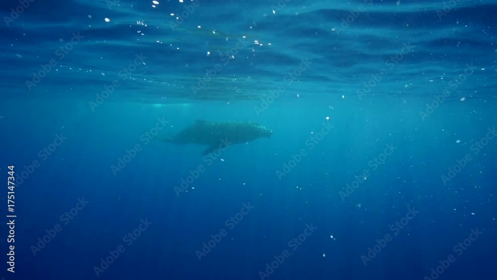 French Polynesia, humpback whale swims at surface French Polynesia, humpback whale swims at surface