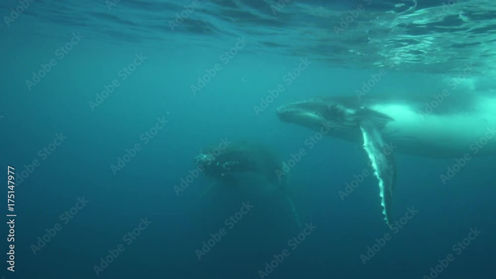 Humpback whales swim at surface, underwater POV Humpback whales swim at surface, underwater POV