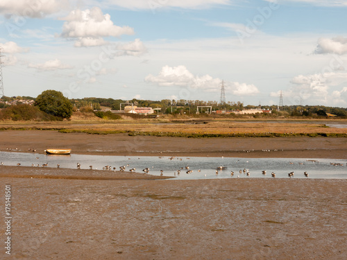 wading ducks in tide out estuary river stream landscape geese