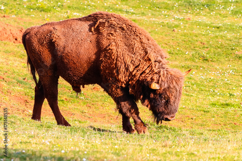 European bison (Bison bonasus), also known as wisent or the European wood bison. It is one of two extant species of bison, alongside the American bison