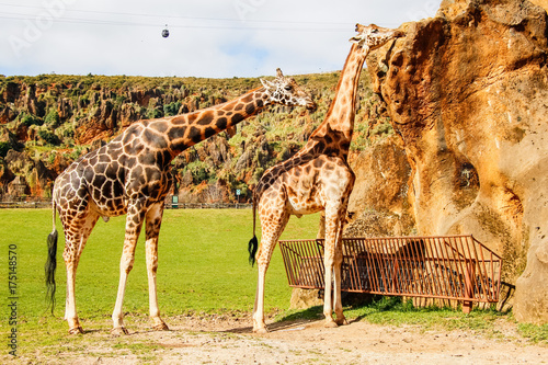 Giraffes (Giraffa camelopardalis) sucks the rock to obtain vitamins and minerals © Alfredo