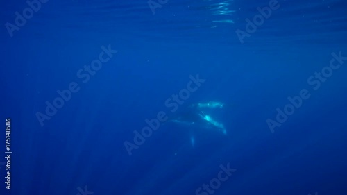 Wallpaper Mural Baby whale swims with mother humpback in open ocean Torontodigital.ca