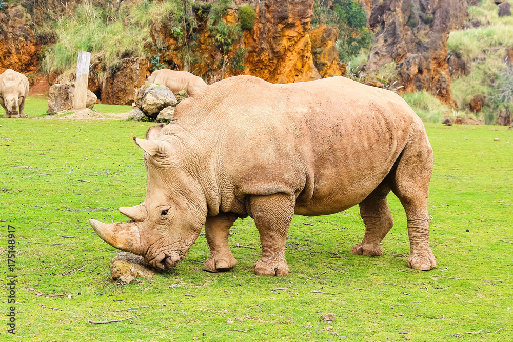 Obraz premium White rhinoceros or White Rhino, Ceratotherium simum, with big horn in Cabarceno Natural Park