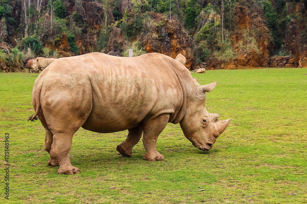 White rhinoceros or White Rhino, Ceratotherium simum, with big horn in Cabarceno Natural Park White rhinoceros or White Rhino, Ceratotherium simum, with big horn in Cabarceno Natural Park