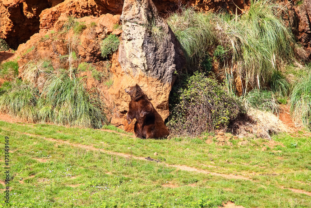 Bear scratches his back on a rock (Ursus arctos) in north Spain Bear scratches his back on a rock (Ursus arctos) in north Spain