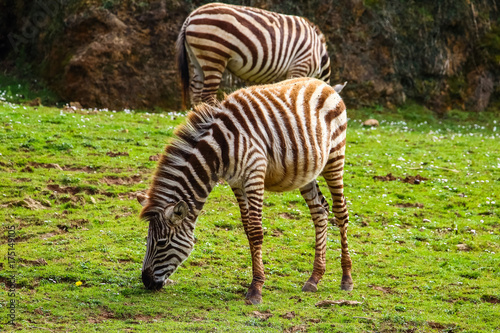 Grevy s zebra or Real  Equus grevyi . Common zebra  Equus quagga 