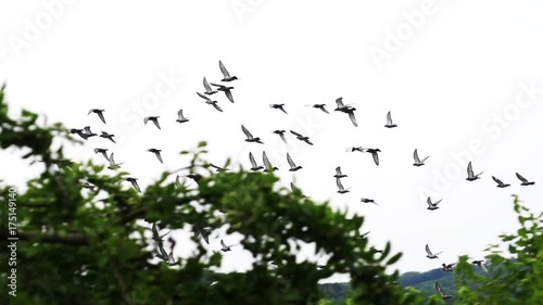 Flock of birds fly over tree on overcast day