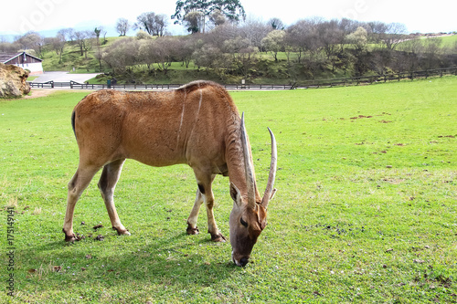 Common eland (Taurotragus oryx), also known as the southern eland or eland antelope photo