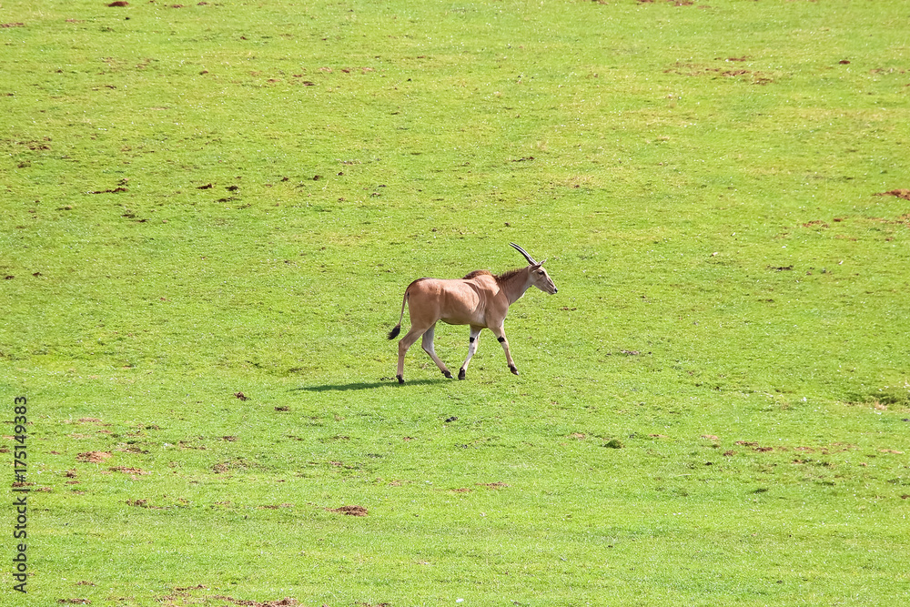 Common eland (Taurotragus oryx), also known as the southern eland or eland antelope Common eland (Taurotragus oryx), also known as the southern eland or eland antelope