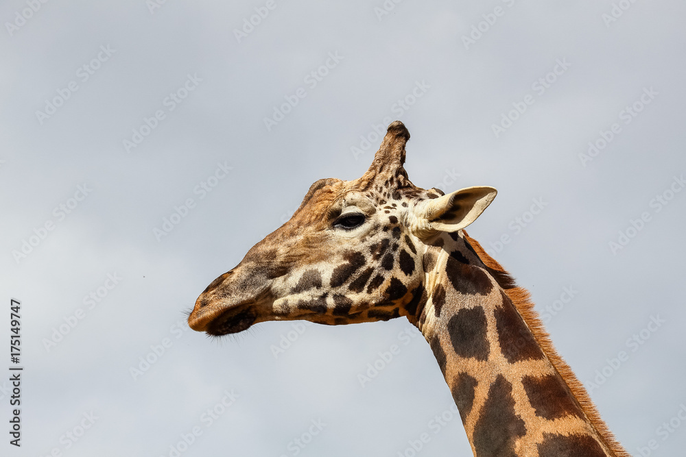 Giraffe (Giraffa camelopardalis) head and face within Cabarceno Natural Park, Cantabria, Spain Giraffe (Giraffa camelopardalis) head and face within Cabarceno Natural Park, Cantabria, Spain