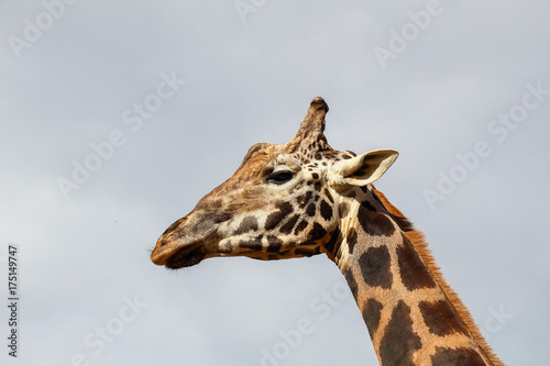 Giraffe (Giraffa camelopardalis) head and face within Cabarceno Natural Park, Cantabria, Spain © Alfredo