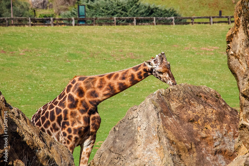 Giraffe  Giraffa camelopardalis  sucks the rock to obtain vitamins and minerals within Cabarceno Natural Park  Cantabria  Spain