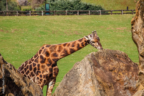 Giraffe (Giraffa camelopardalis) sucks the rock to obtain vitamins and minerals within Cabarceno Natural Park, Cantabria, Spain