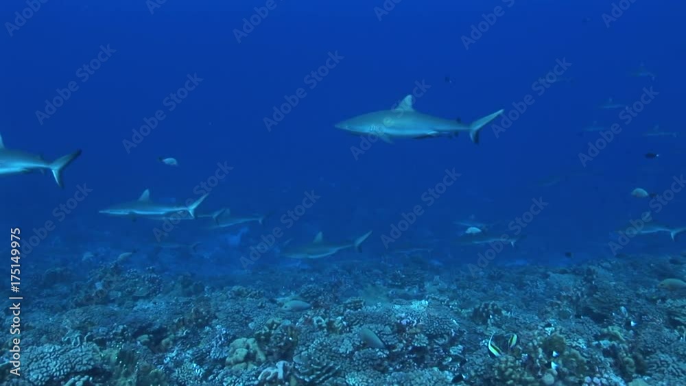 POV, grey sharks migrate over tropical reef POV, grey sharks migrate over tropical reef