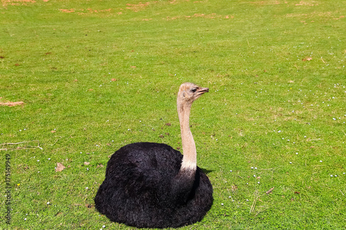 An adult ostrich (Struthio camelus) on a background of green grass. It is the biggest bird in the world