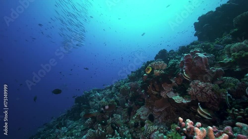 Wallpaper Mural Tropical fish in French Polynesia reef ecosystem Torontodigital.ca