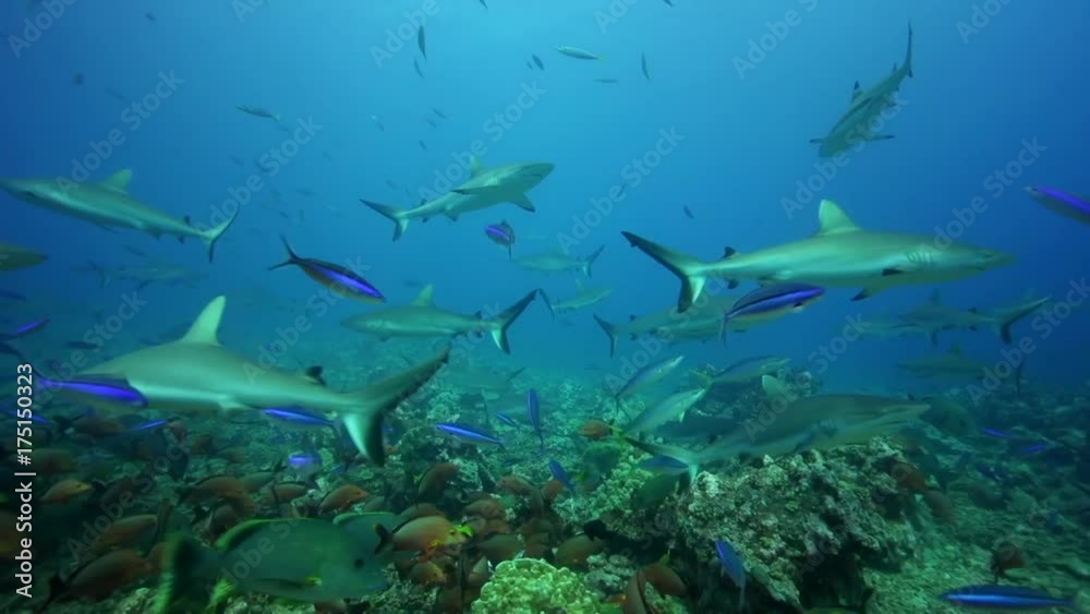 Sharks swim with tropical fish, POV Sharks swim with tropical fish, POV