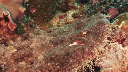 Wobbegong shark lies on ocean reef, close up photo