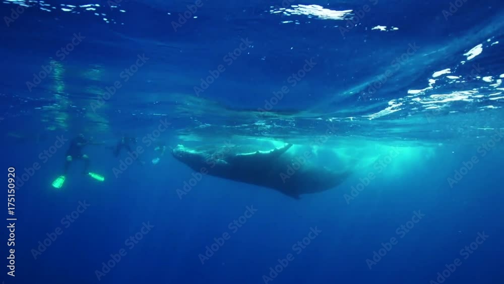 Humpback whale swims in open ocean, French Polynesia Humpback whale swims in open ocean, French Polynesia