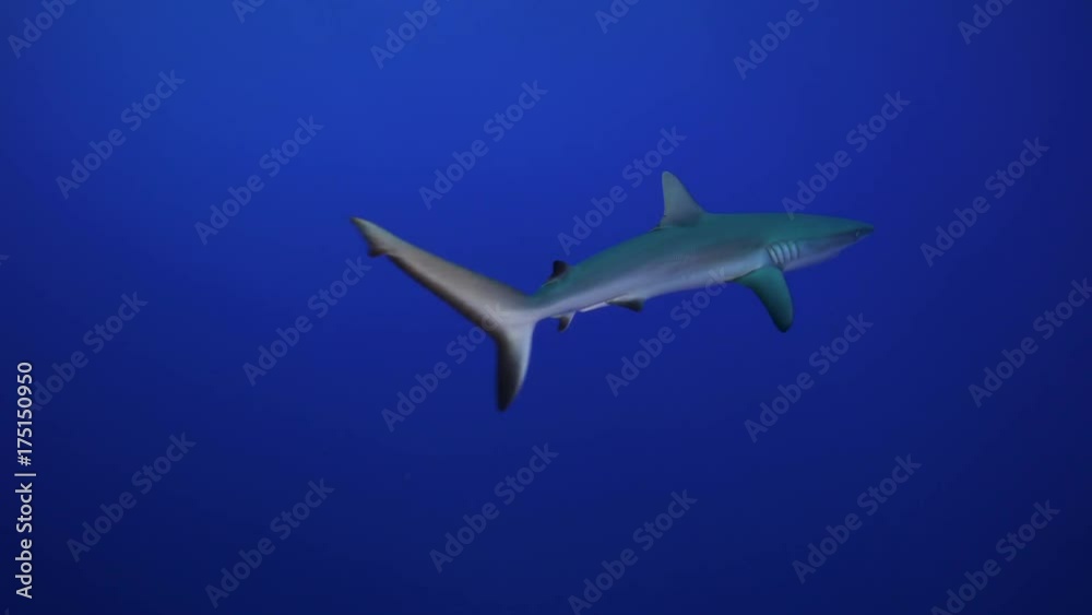 Shark swims past bubbles in open ocean, French Polynesia Shark swims past bubbles in open ocean, French Polynesia