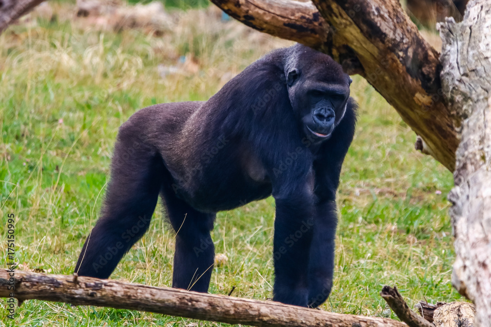 Naklejka premium Gorilla in Cabarceno National Park