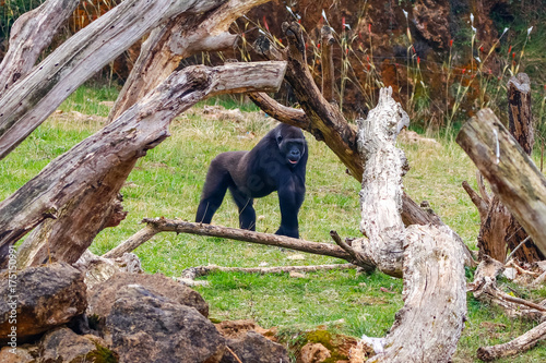 Gorilla in Cabarceno National Park