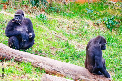 Gorilla in Cabarceno National Park photo