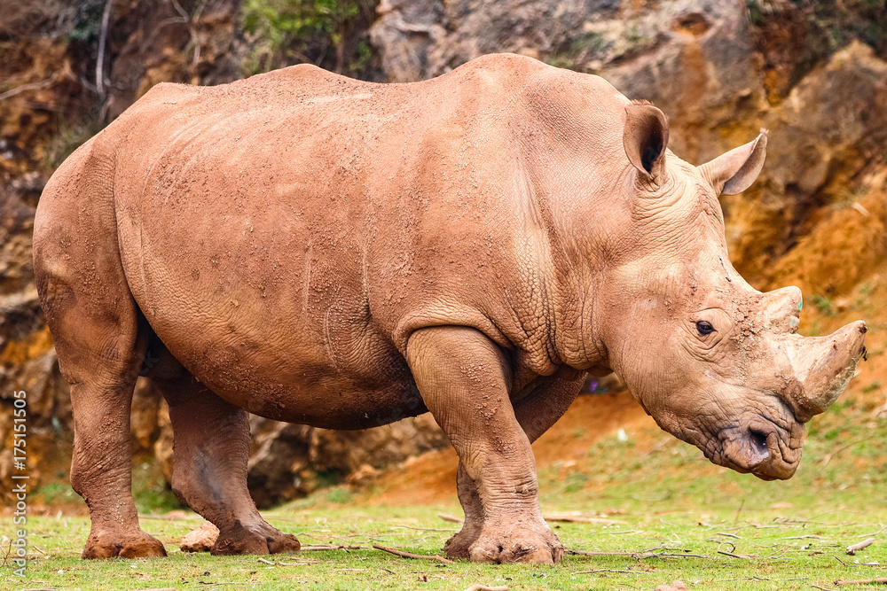 Obraz premium White rhinoceros or White Rhino, Ceratotherium simum, with big horn in Cabarceno Natural Park