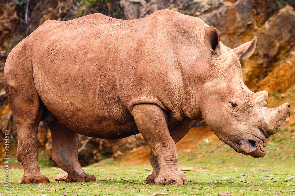 Obraz premium White rhinoceros or White Rhino, Ceratotherium simum, with big horn in Cabarceno Natural Park