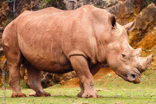 White rhinoceros or White Rhino  Ceratotherium simum  with big horn in Cabarceno Natural Park