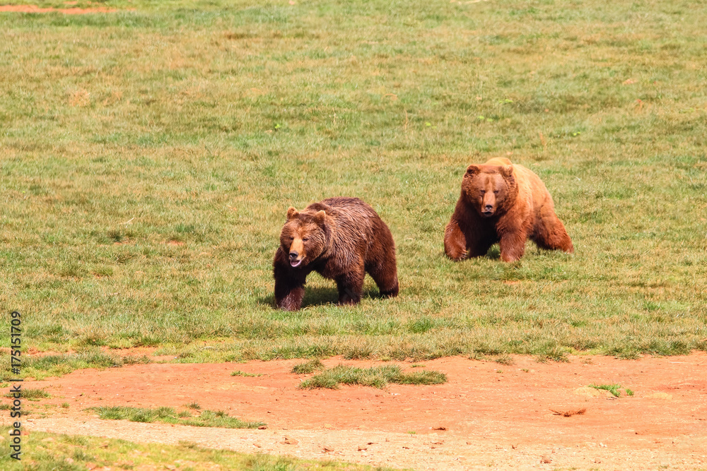 Bears (Ursus arctos) in north Spain Bears (Ursus arctos) in north Spain