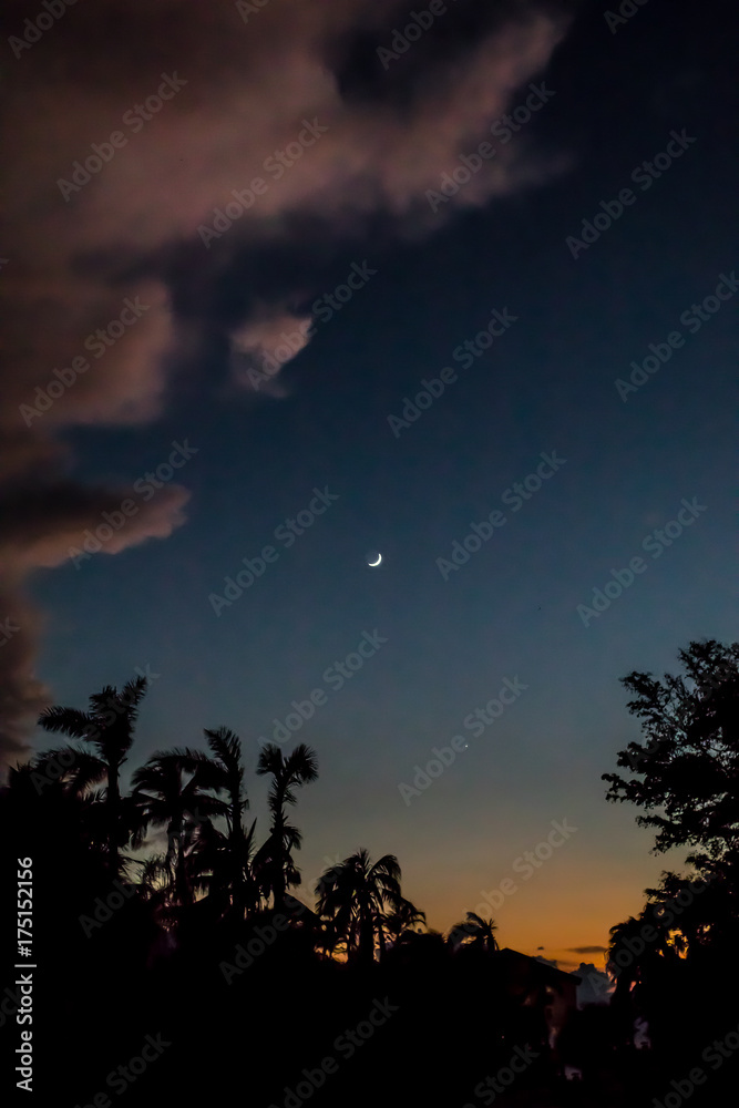Tropical Evening with Moon, Clouds and Palm Trees Tropical Evening with Moon, Clouds and Palm Trees