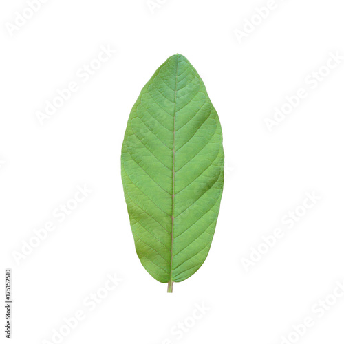 Fresh Guava leaves isolated on white background