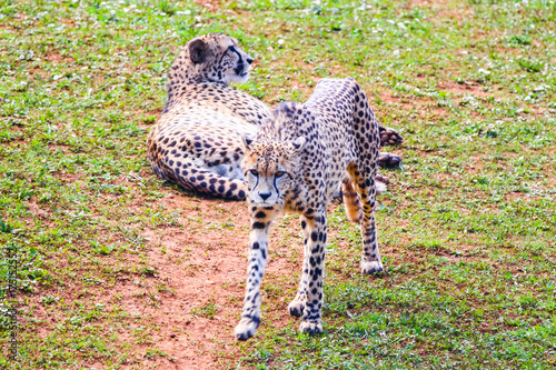 African Cheetah  Acinonyx jubatus  in the grass