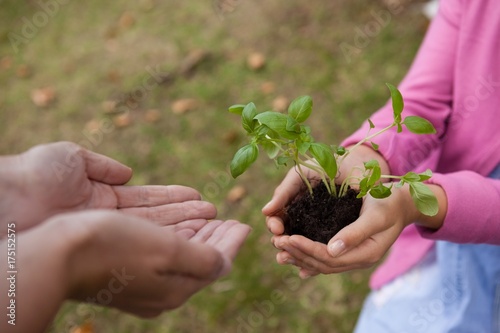 Girl giving seedling to cropped cupped hands of mother