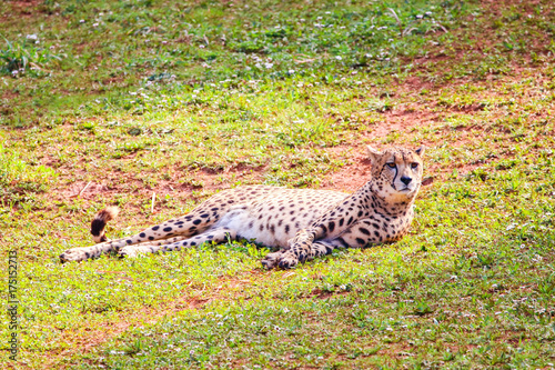 African Cheetah (Acinonyx jubatus) in the grass © Alfredo