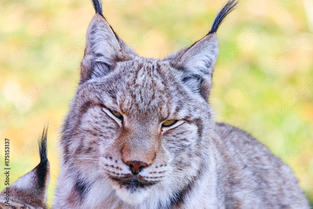 Eurasian lynx or Boreal Lynx (Lynx lynx), is a medium-sized cat native to Siberia, Central, East, and Southern Asia, North, Central and Eastern Europe Eurasian lynx or Boreal Lynx (Lynx lynx), is a medium-sized cat native to Siberia, Central, East, and Southern Asia, North, Central and Eastern Europe