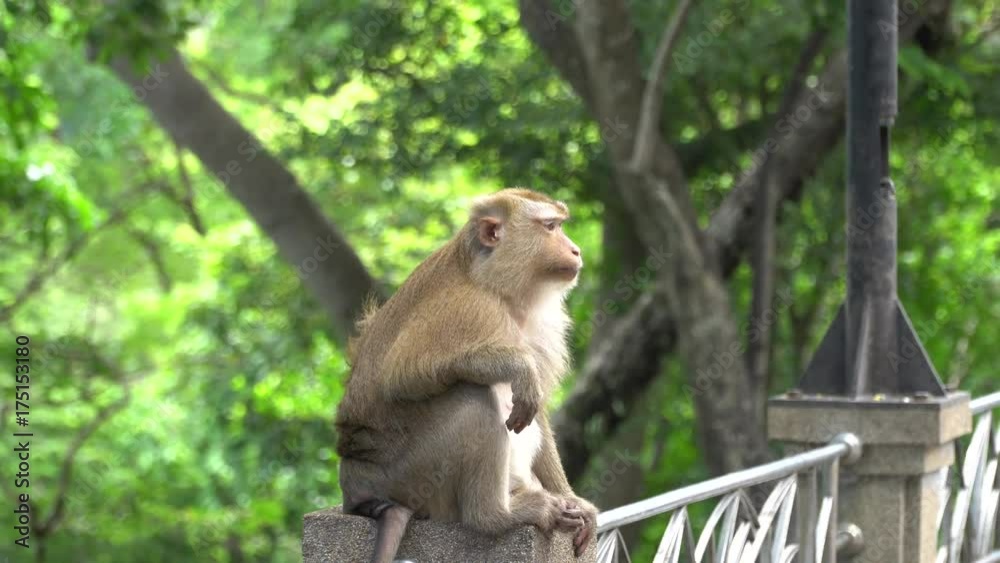 Monkey sitting at the hill public park.chewing food and looking around.Phuket Thailand Monkey sitting at the hill public park.chewing food and looking around.Phuket Thailand