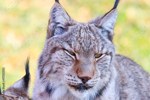 Eurasian lynx or Boreal Lynx (Lynx lynx), is a medium-sized cat native to Siberia, Central, East, and Southern Asia, North, Central and Eastern Europe