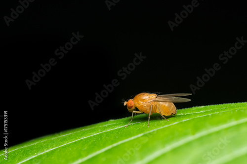 Drosophila melanogaster photo