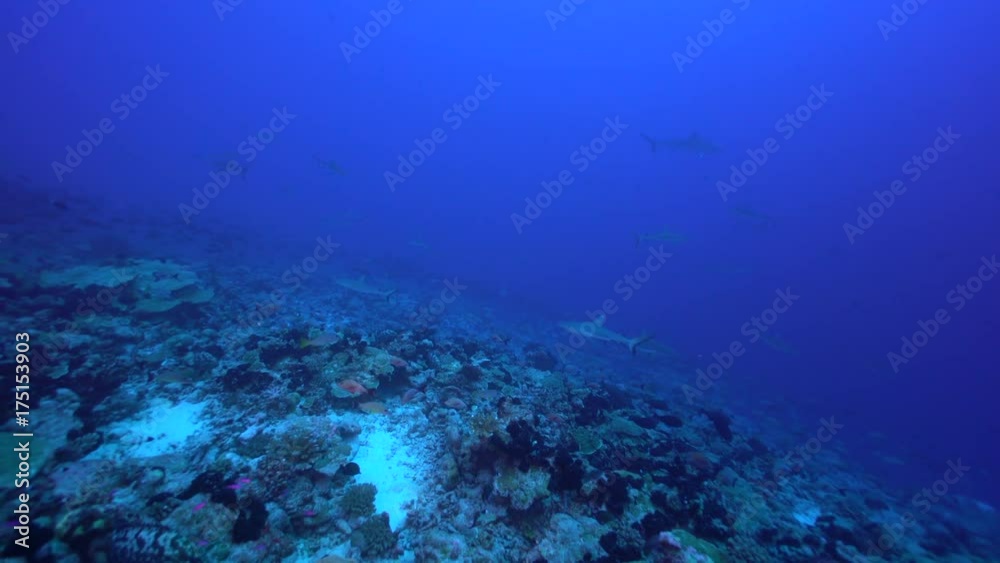 Herd of sharks in deep depths of ocean, POV Herd of sharks in deep depths of ocean, POV