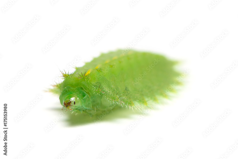 Slug moth or Limacodidae  caterpillar isolated on white background caterpillar isolated on white background